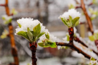 Bir ağaç dalında ortaya çıkan karla kaplı yapraklar beklenmedik bir havada sakin bir bahar sahnesi yaratıyor..