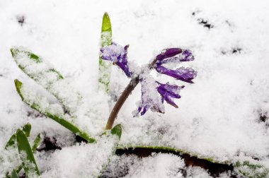 Taze karla kaplanmış canlı bir mor çiçek, beklenmedik bahar havasında çiçek açar. Çarpıcı bir renk karşıtlığı.
