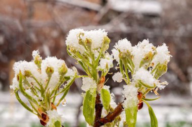 Kar battaniyeleri dallar açıyor, beklenmedik bir geç sezon fırtınasına karşı doğanın dayanıklılığını gösteriyor. Bu, yaşamın ve soğuğun zıtlığını yakalar..