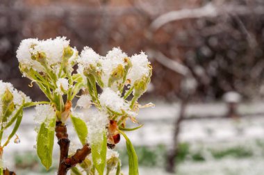 Bir dalda karla kaplı bahar tomurcuklarının yakın çekimi, kış fırtınası sırasında, hava ve doğanın uyanışı arasında çarpıcı bir kontrastlık yaratır..
