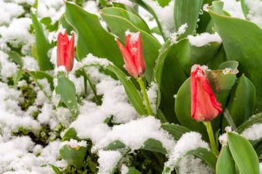Canlı kırmızı laleler, alışılmadık havaya rağmen direnç gösteren bir kar tabakasından cesurca çıkarlar. Zıt elementler büyüleyici bir görsel yaratıyor..