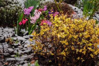 Bir bahar bahçesi sahnesi, parlak sarı yapraklı, beklenmedik bir kar tozunun içinden bakan renkli sümbülleri gösteriyor..
