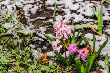 Karla kaplanmış baharın beklenmedik zıtlığı, doğanın hava değişikliklerindeki esnekliğini vurgular..
