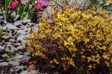 Beklenmedik kar yağışı ve canlı çiçeklerin olduğu bir bahar bahçesi sahnesi. Soğuk ve sıcak arasındaki zıtlık benzersiz bir bakış açısı yaratır..