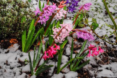 Titrek sümbül çiçekleri karları itiyor. Beklenmedik bahar havasına karşı direnç gösteriyor. Yaprakları soğuktan ıslanıyor..