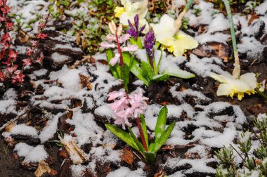 Son kar yağışına şaşıran bir bahar bahçesi, sümbüller ve nergisler doğanın dayanıklılığının bir kanıtı olan beklenmedik soğuk çıtırtı ile savaşıyor..