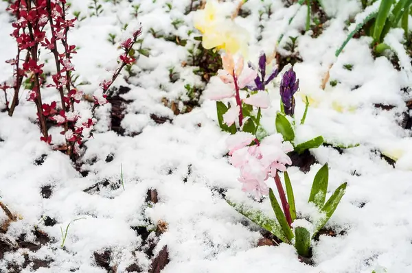 Renkli çiçeklerin ve taze karla kaplı kırmızı çalıların olduğu bir bahar bahçesi sahnesi. Bu beklenmedik hava benzersiz bir karşıtlık ekler..