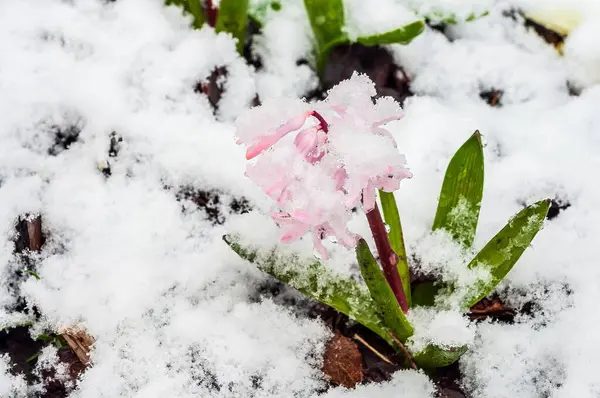 Beklenmedik bir bahar hava olayında kardan narin pembe bir çiçek çıkar. Yapraklar yeşil yapraklar ve kahverengi bir taban arasında taze kar taneleriyle tozlanmış..