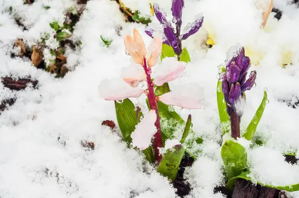 Canlı bahar çiçekleri taze karla kaplanır ve bu çarpıcı açık hava sahnesinde mevsimler arasında benzersiz bir kontrastlık yaratır. Mor ve pembe çiçekler beyaz karlara çarpar..