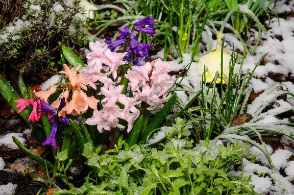 Sümbüller de dahil olmak üzere canlı bahar çiçekleri, taze kar tabakasının içinden gizlice bakıyorlar. Çiçek açma mevsiminde şaşırtıcı bir hava olayı.