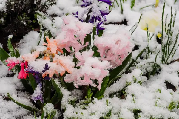 Beklenmedik kar örtüsünün altında açan canlı bahar çiçekleri mevsimlerin ve elementlerin güzel bir zıtlığını oluşturuyor..