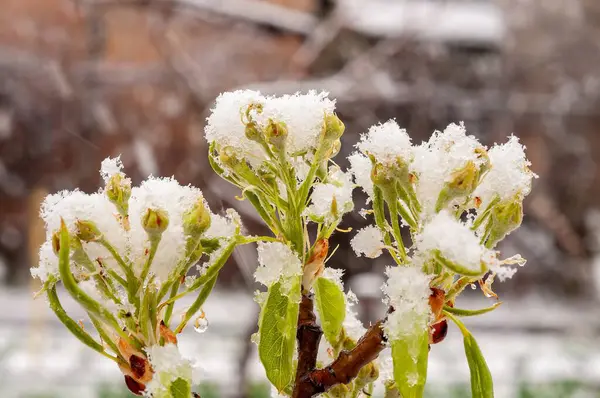 Kar battaniyeleri dallar açıyor, beklenmedik bir geç sezon fırtınasına karşı doğanın dayanıklılığını gösteriyor. Bu, yaşamın ve soğuğun zıtlığını yakalar..