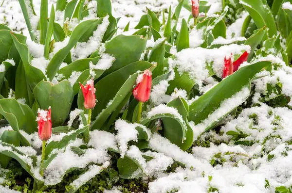 İlkbaharda taze karla kaplanmış laleler cesurca ortaya çıkarlar. Hava olaylarından etkilenen mevsimsel kontrastın beklenmedik güzelliğini sergilerler..