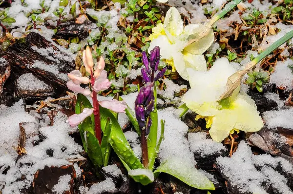 Bahar çiçekleri cesurca kardan çıkar, doğanın dayanıklılığını ve mevsimler arasındaki zıtlığı gösterir..