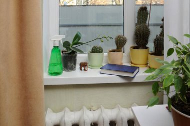 Pencere pervazları kaktüs ve orkideler de dahil olmak üzere saksı bitkileriyle dolu. Küçük bir kitap ve sprey şişenin yanında..