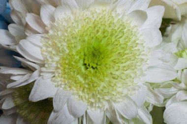 Canlı yeşil merkezli güzel beyaz bir çiçeğe yakın plan, narin taç yaprakları sergiliyor. Makro çarpıcı bir çiçek sergisi için karmaşık detaylar yakalıyor..