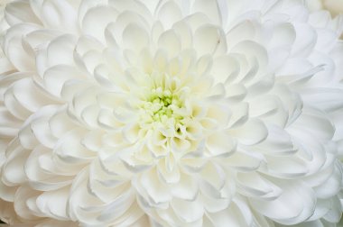 Çarpıcı bir beyaz kasımpatının yakın plan görüntüsü. Karmaşık taç yapraklarını sergiliyor. Yumuşak ve dokulu bir görünüm yaratıyor..