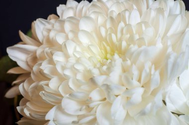 Yakın çekim, beyaz bir kasımpatının zarif detaylarını yakalar. Bu narin çiçeğin taç yapraklarından oluşan katmanları, karanlık bir arka plana karşı çarpıcı bir görüntü oluşturur..