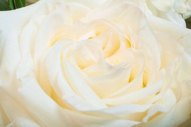 Güzel, açık bir fildişi gülün makro çekimi, narin taç yapraklarını ve yumuşak dokularını sergiliyor. Çiçek doğal ışıkla hafifçe parlar..