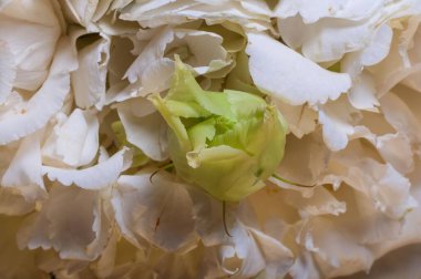 Yumuşak, beyaz yapraklardan oluşan bir yatakla çevrili narin yeşil bir tomurcuğu gösteren yakın plan bir manzara güzel bir ekran oluşturuyor..