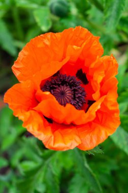 Canlı bir turuncu gelincik çiçeği yeşil yapraklara karşı çarpıcı bir kontrastı gözler önünde açar. Doğanın güzelliğinin hoş bir yakın çekimini sunar..