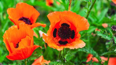 Güzel, parlak, turuncu gelincikler bir tarlada çiçek açar. Hassas yaprakları güneş ışığını yakalar. Çarpıcı kontrastı yeşil yapraklar sağlar..