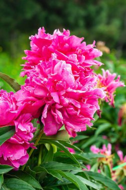 Yakından çekilmiş bir fotoğrafta canlı pembe şakayık çiçekleri, yemyeşil bir yeşillik zemininde sergileniyor..