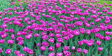 Pembe lalelerle dolu canlı bir alan, berrak bir gökyüzü altında çarpıcı bir doğal güzellik gösterisi yaratıyor..