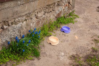 Bir sahne, beton bir yüzeye yerleştirilmiş iki boş evcil hayvan kasesini tasvir eder, taş bir duvar ve canlı mavi çiçekler..