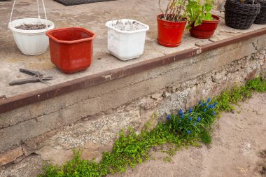 Çeşit çeşit saksı ve aletler beton bir yüzeyde mavi çiçekler ve yemyeşil, dışarıda. Güneşli, gündüz çekimleri.
