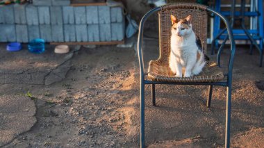Güzel bir yavru kedi, dışarıda hasır bir sandalyede, yemek kaselerinin yanındaki güneş ışığının sıcacık parıltısıyla keyif içinde oturur..