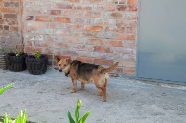 Küçük bir köpek tuğla bir duvarın önünde duruyor, ilginç bir ifadeyle ve kuyruğu bu samimi anda hafifçe kalkıyor..