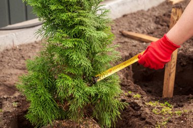 Bahçede yeni dikilmiş yeşil bir ağacın ölçüm bandıyla bahçe eldivenleri giymiş birinin yakın çekimi..