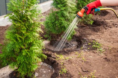 Kırmızı eldiven takan bir bahçıvan, bahçeye kök saldığından ve büyüdüklerinden emin olmak için yeni dikilmiş yeşil ağaçları nazikçe sular..