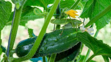 Canlı bir yeşil çekirge, yemyeşil yapraklar ve çiçeklerle çevrili bir bahçe ortamında olgunlaşmış bir salatalığın üzerinde dinlenir..