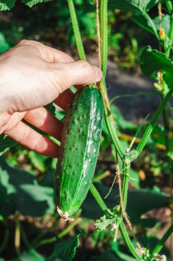 Bir el olgun, yeşil bir salatalığı nazikçe sarmaşıktan sarkan, güneşli bir günde sebze bahçesinde hasat etmeye hazır bir salatalığı tutar..