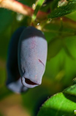 Dalına yapışmış tek bir haskap üzümünün yakın çekim görüntüsü eşsiz şeklini ve rengini gözler önüne seriyor..