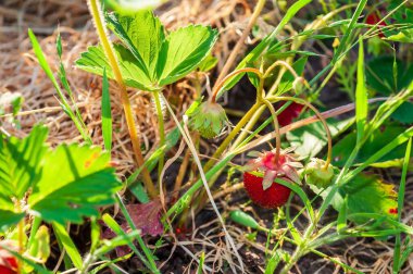 Canlı kırmızı çileklerin yakın plan çekimi yemyeşil yaprakların arasından bakarak doğal güneş ışığının erken evrelerini gözler önüne seriyor..