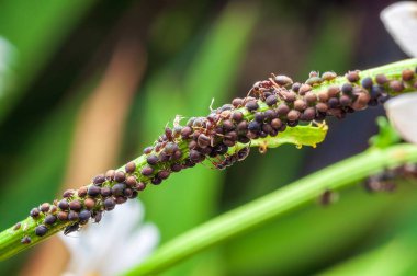 Yakın plan, birçok karıncanın katıldığı ve simbiyotik bir ilişki sergileyen yaprak bitlerinin büyük bir istilasını gösteriyor..