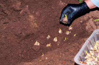 Eldivenli bir el bitkisi taze sürülmüş bahçe toprağında, bahar çiçeklerine ve bahçe güzelliğine hazırlanıyor..