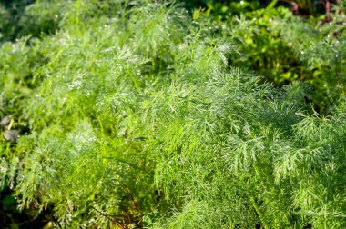 Açık havada yetişen canlı yeşil dereotlarının yakın çekimi yumuşak sabah ışığında tüylü yaprakların üzerinde parlayan su damlacıklarıyla..