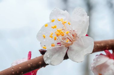 Yapraklarına yapışmış su damlacıkları ile narin bir kayısı çiçeğinin yakın çekiminde, onun karmaşık ayrıntıları ve canlı renkleri vurgulanıyor..