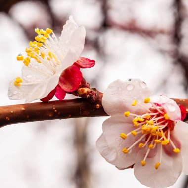 Kayısı çiçekleri yakın plan çiğ damlaları ile kaplı, onların narin yaprakları vurgulamak ve canlı sarı stamens, bulanık bir arkaplan karşı bir dal.