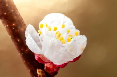 Yakın plan, yumuşak, bulanık bir arkaplan üzerinde su damlacıkları ile parıldayan, çiçek açan bir kayısı çiçeğinin karmaşık ayrıntılarını yakalar..