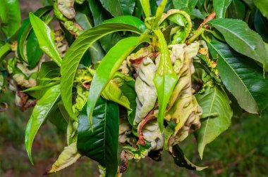 Şeftali yaprağı kıvırcık hastalığı şeftali ağacını etkiliyor, bozulmuş ve kırmızıya boyanmış yaprakları gösteriyor..