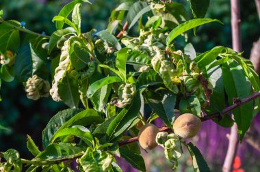 Şeftali ağacı yaprakları yaprak kıvırcık hastalığı belirtileri gösteriyor, dalda bazı şeftaliler büyüyor..
