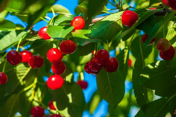 Olgun kırmızı kirazlar bir kiraz ağacının dallarında ağır ağır asılı, canlı renkleri yemyeşil yapraklarla zıt..