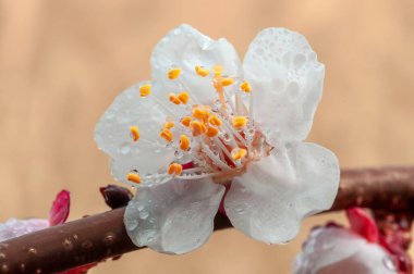 Dalında su damlacıkları olan kayısı çiçeği yapraklarının yakın plan çekimi. Çiçek desenleri parlak sarıdır, beyaz taç yapraklarıyla çelişir..