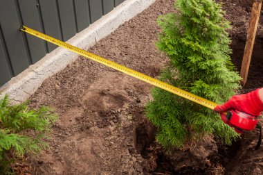 Bir kişi arka bahçeye bir sıra ağaç dikmek için çitle ağaç arasındaki mesafeyi ölçüyor..