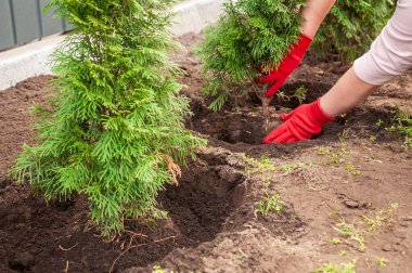 Kırmızı eldivenli kadın bahçeye küçük bir çam ağacı diker. Sağlıklı bir büyüme için tabanı çevresindeki toprağı zenginleştirir..